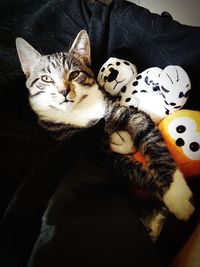 Close-up of cat relaxing