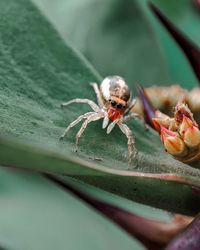 Close-up of spider