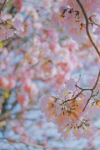 Close-up of cherry blossoms in spring