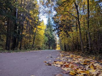 Autumn leaves on road in forest