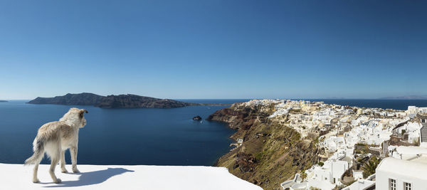 Stray dog overlooking oia santorini