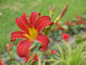 Close-up of red lily blooming outdoors