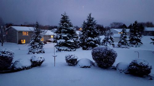 Snow covered trees on field