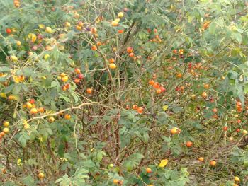 Close-up of fruits growing on tree
