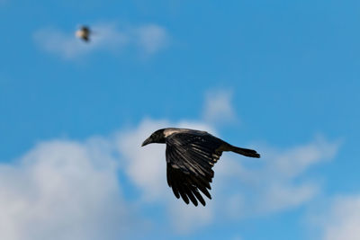 Low angle view of crow in mid-air against blue sky