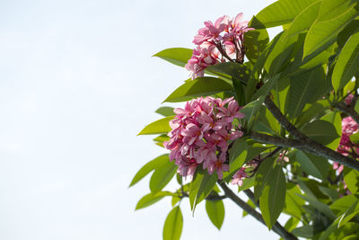 Close-up of pink flowers blooming outdoors
