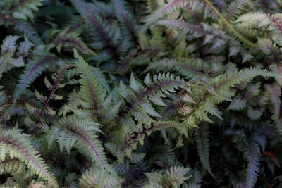 Full frame shot of fern