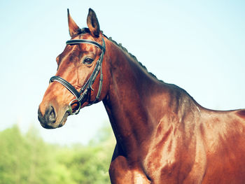 Close-up of horse against sky