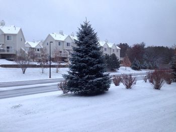 Snow covered trees in winter