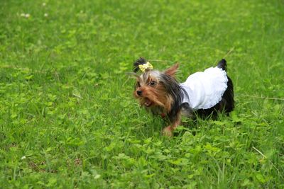 Side view of hairy dog running on grass