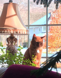 Close-up of cat on window