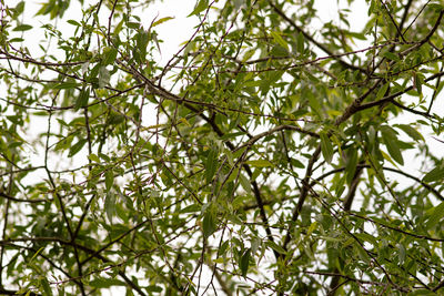 Low angle view of tree against sky