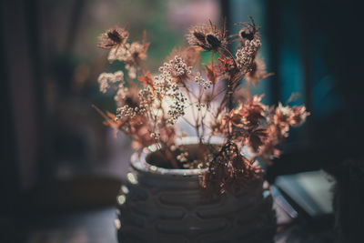 Backlited flowers in vase on the table in sunset time