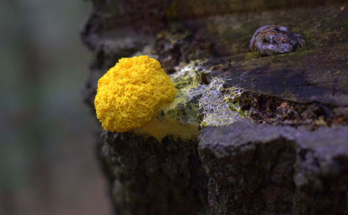 Close-up of yellow moss on tree trunk