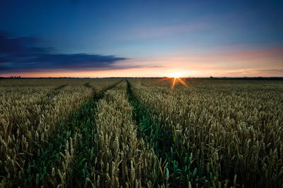 Crops growing on field against sky during sunset