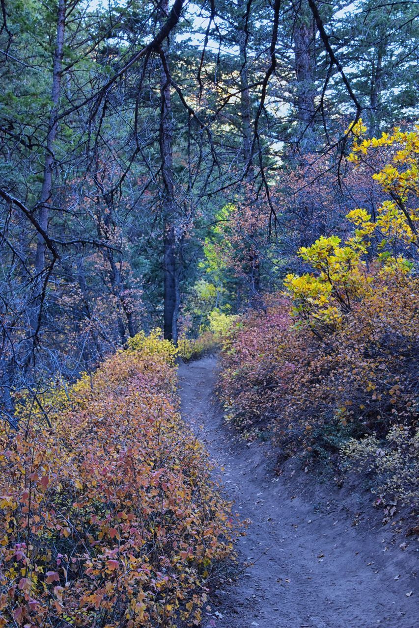 plant, tree, beauty in nature, autumn, leaf, woodland, tranquility, growth, nature, no people, land, scenics - nature, tranquil scene, day, forest, non-urban scene, road, the way forward, outdoors, branch, idyllic, footpath, flower, natural environment, wilderness, environment, landscape, sunlight, trail