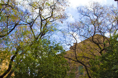 Low angle view of trees against sky