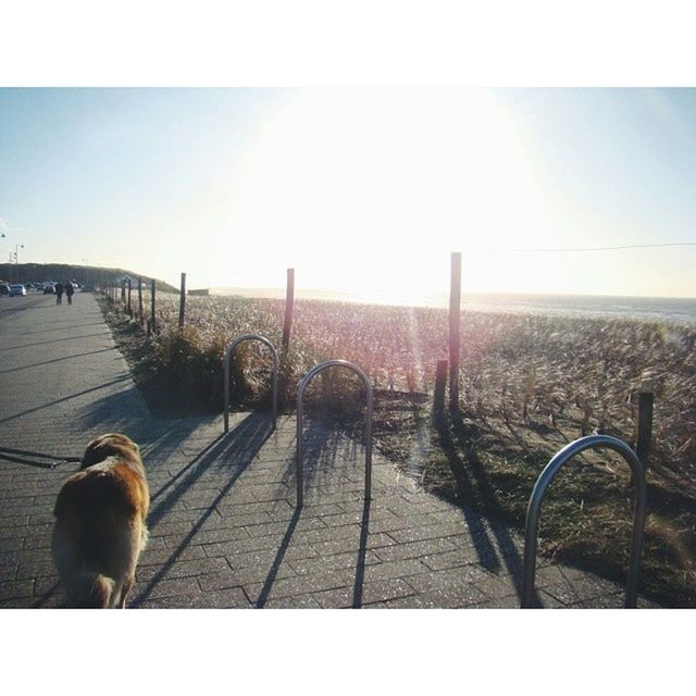 transfer print, railing, auto post production filter, sunlight, sky, water, sea, clear sky, day, the way forward, outdoors, nature, pier, incidental people, shadow, tranquility, sunny, fence, built structure, footpath