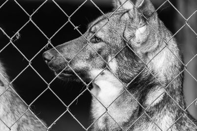 Close-up of horse in cage at zoo