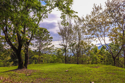 Trees on field against sky