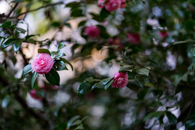 Close-up of pink rose