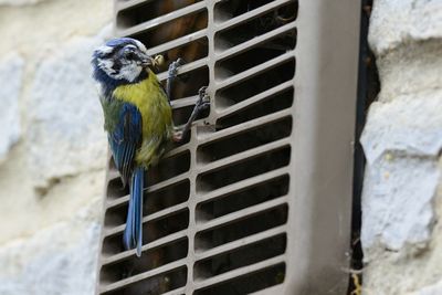 Close-up of bird perching outdoors