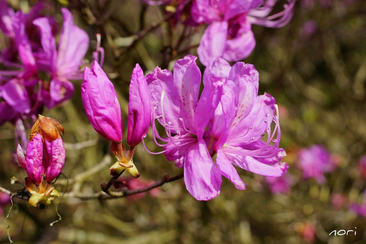 flower, freshness, fragility, growth, petal, pink color, focus on foreground, beauty in nature, close-up, purple, nature, flower head, blooming, plant, in bloom, selective focus, day, outdoors, blossom, stem