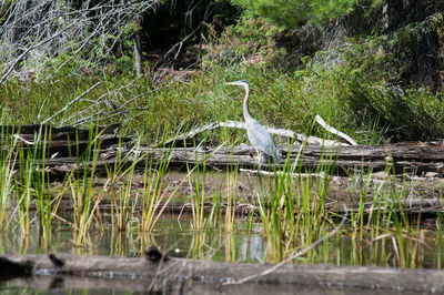 High angle view of gray heron in lake