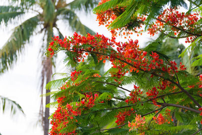Low angle view of red leaves on tree