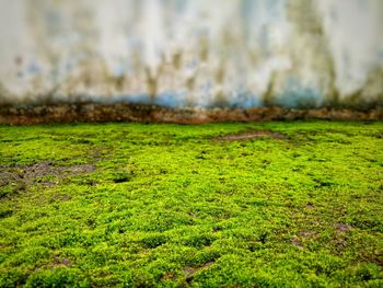 Close-up of moss on land