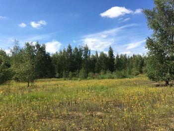 Scenic view of field against sky