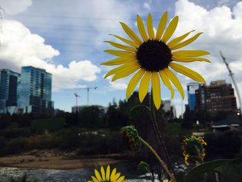 Yellow flower in city against sky