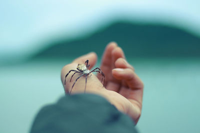 Close-up of hand holding small