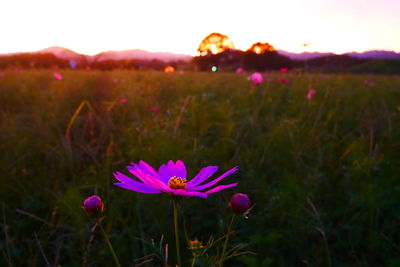 Close-up of pink flowering plant on field against sky