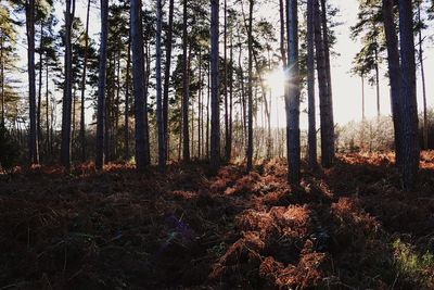 Sunlight streaming through trees in forest