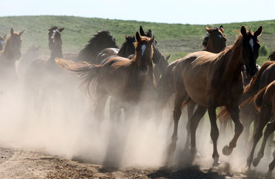 Panoramic view of horses on field