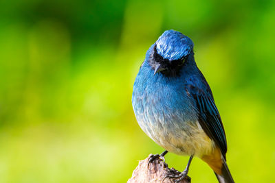 Close-up of bird perching on wood