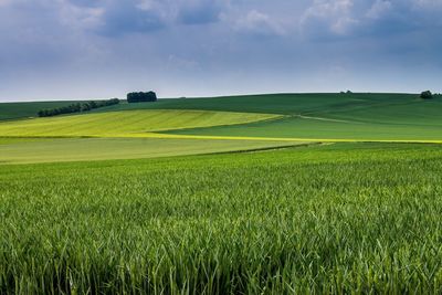 Scenic view of agricultural field against sky