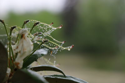 Close-up of wet plant during rainy season with spider webs and droplets 