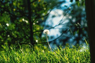 Plants growing on grass