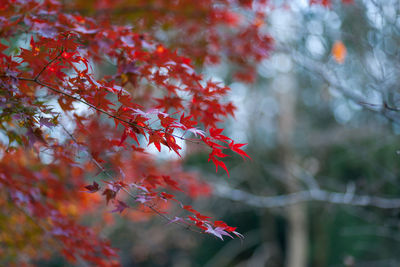 Close-up of maple leaves on tree