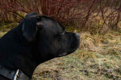 Black dog looking away
