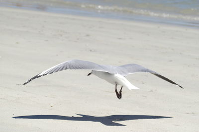 Seagulls flying over beach