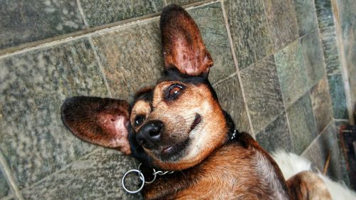 High angle portrait of dog sitting