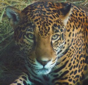 Close-up portrait of a cat