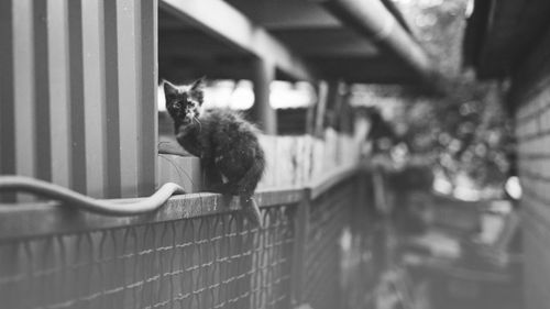Cat on railing by fence