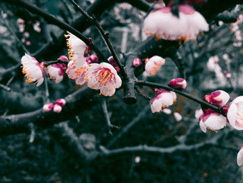 Close-up of fresh pink flowers in water