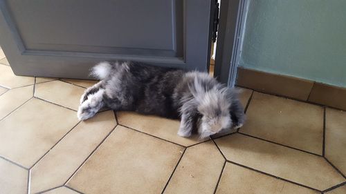 High angle view of cat sleeping on floor