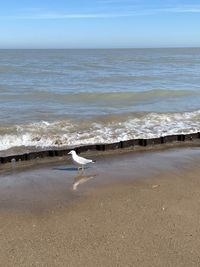 Seagull on a beach