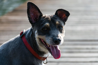 Close-up portrait of dog sticking out tongue on footpath